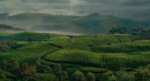 Tea Trails | India | Architecture | The Ultimate Travel Company