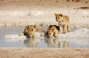 Lion Cubs Drinking from a Water Source | Luxury Namibia Holidays | The Ultimate Travel Company