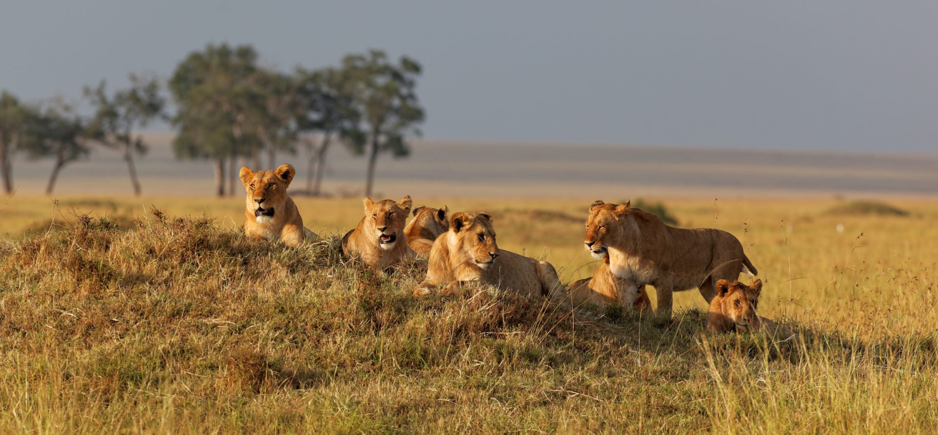 Lions Seen on a Kenya Safari | Kenya Safari Holidays | Zanzibar Holidays | The Ultimate Travel Company