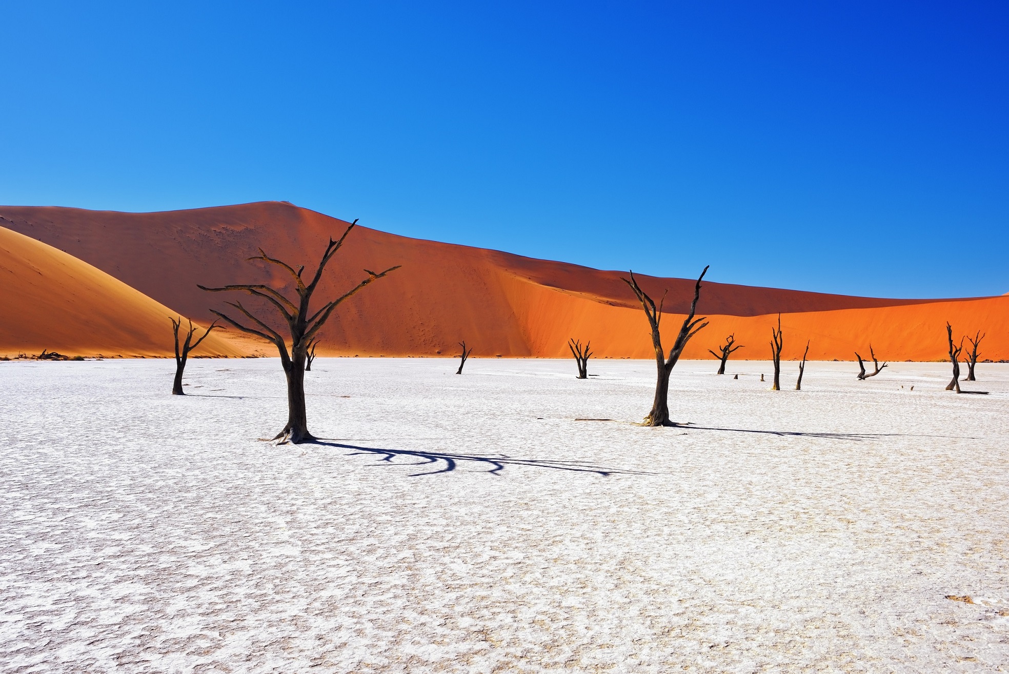 Dunes and the Deserted Forested in Namibia | Luxury Namibia Holidays | The Ultimate Travel Company