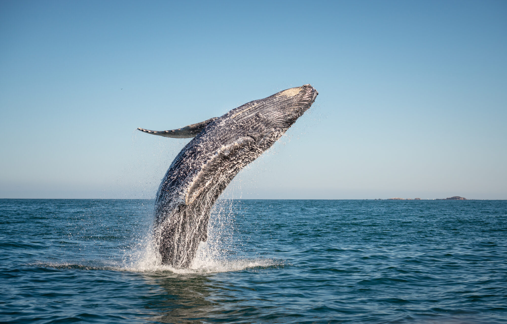 Happy,Whale,Breaching