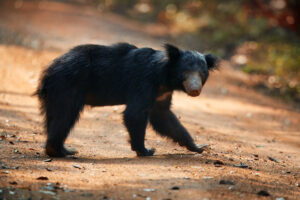 A Wild Sloth Bear Close Up | Sri Lanka Holidays | The Ultimate Travel Company