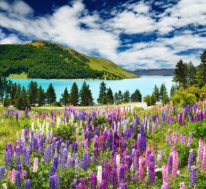 Lake Tekapo | New Zealand Holidays | The Ultimate Travel Company