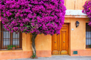 Bougainvillea Tree Growing by the House | Luxury Uruguay Holidays | The Ultimate Travel Company
