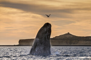 Whale Watching | Argentina Holidays | The Ultimate Travel Company