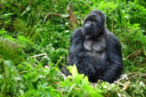 Silverback Gorilla | Luxury Rwanda Holidays | The Ultimate Travel Company