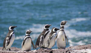 Magellan Penguins | Argentina Holidays | The Ultimate Travel Company