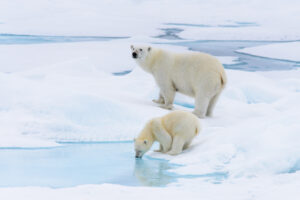 Polar Bears | Luxury Arctic Cruises | The Ultimate Travel Company