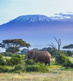 Mount Kilimanjaro | Tanzania Holidays | The Ultimate Travel Company