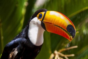 Toucan in The Amazon | Luxury Brazil Holidays | The Ultimate Travel Company