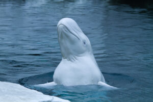 Beluga Whale | Luxury Arctic Holidays | The Ultimate Travel Company