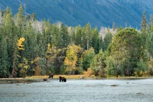 Bears in the Chilcotin Mountains | Luxury Canada Holidays | The Ultimate Travel Company