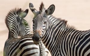Two Zebras in South Luangwa | Luxury Zambia Holidays | The Ultimate Travel Company