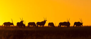 Oryx Gazelle in Namibia at Sunset | Luxury Namibia Holidays | The Ultimate Travel Company