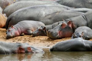Hippos Bathing in the Sun at Katavi | Tanzania Safaris | The Ultimate Travel Company