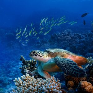 Diving in the Red Sea | Egypt Holidays | The Ultimate Travel Company