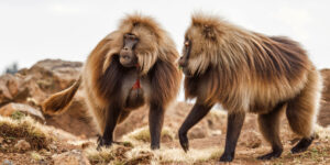 Simien Mountains | Luxury Ethiopia Holidays | The Ultimate Travel Company