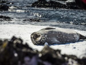 Seal Laying on the Ice | Antarctica Holidays | The Ultimate Travel Company