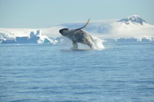 Whale Jumping in the Antarctic Waters | Antarctica Holidays | The Ultimate Travel Company