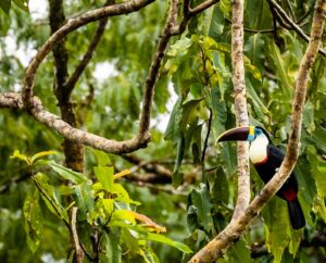 A Toucan Bird in the Rainforest of Suriname | Luxury Guiana Holidays | The Ultimate Travel Company