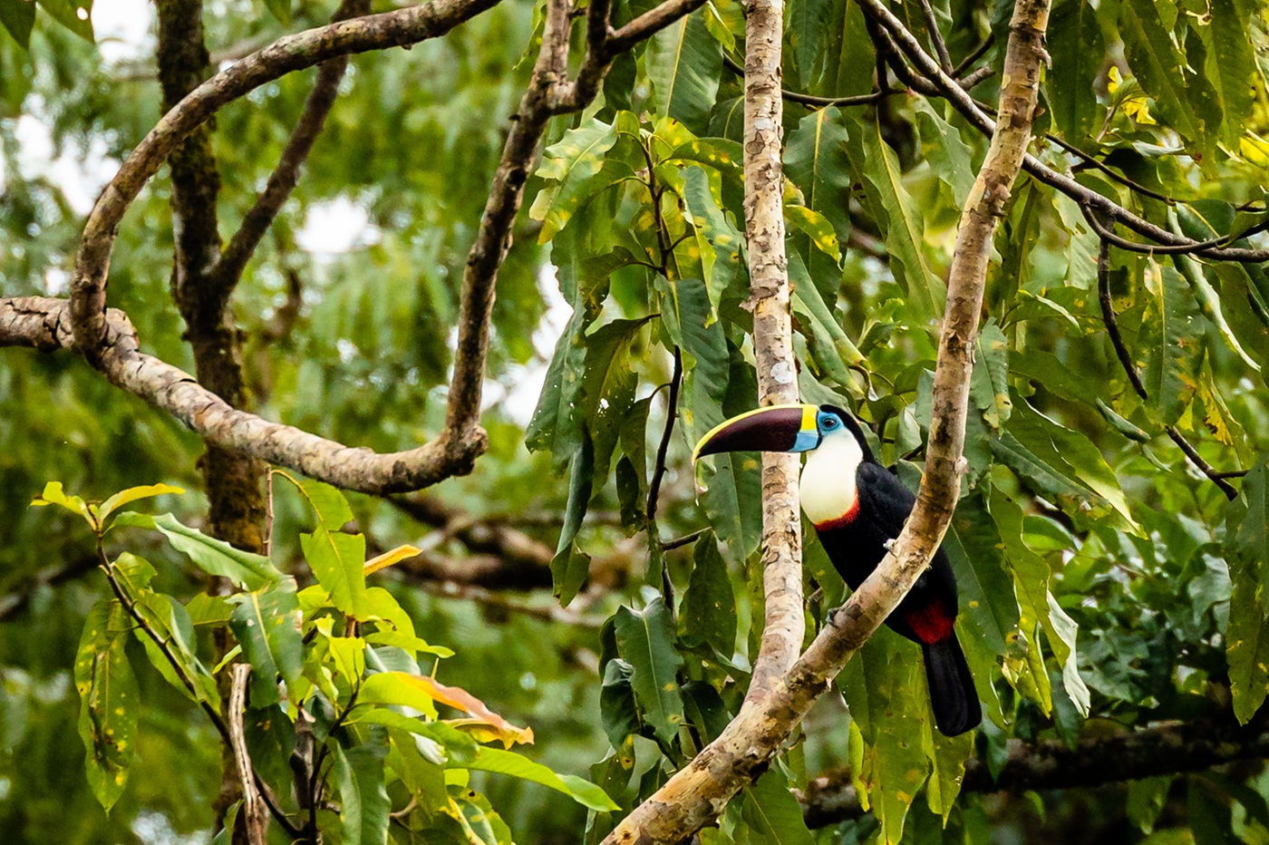 A Toucan Bird in the Rainforest of Suriname | Luxury Guiana Holidays | The Ultimate Travel Company