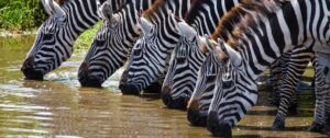 Zebras in Kenya | Kenya Safari Holidays | The Ultimate Travel Company