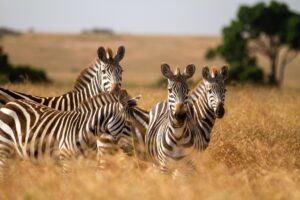 Zebras in Serengeti National Park | Luxury Tanzania Safari Holidays | The Ultimate Travel Company