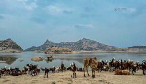 Suján Jawai Leopard Camp, Rajasthan, India | Ultimate Travel Co