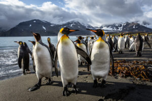 Greg Mortimer | Antarctica | Ultimate Travel Company