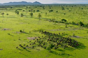 Roho Ya Selous, Selous Game Reserve | Embracing Safari Luxury | Ultimate Travel Company
