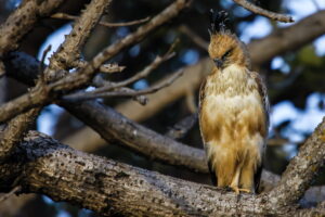 Eagle | Bandhavgarh National Park, India | Ultimate Travel Company