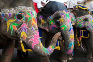 Indian Elephants | India, Jaipur | Ultimate Travel Company