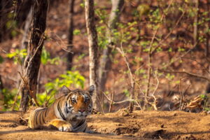A Bengal Tiger in Pench National Park, a part of Pench Tiger Reserve | Luxury India Holidays | The Ultimate Travel Company