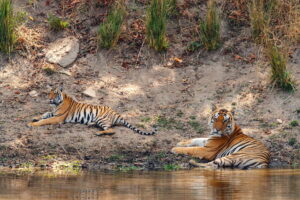 Tigers | Kanha Tiger Reserve, India | Ultimate Travel Company
