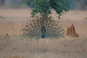 Peacock | Kanha Tiger Reserve, India | Ultimate Travel Company