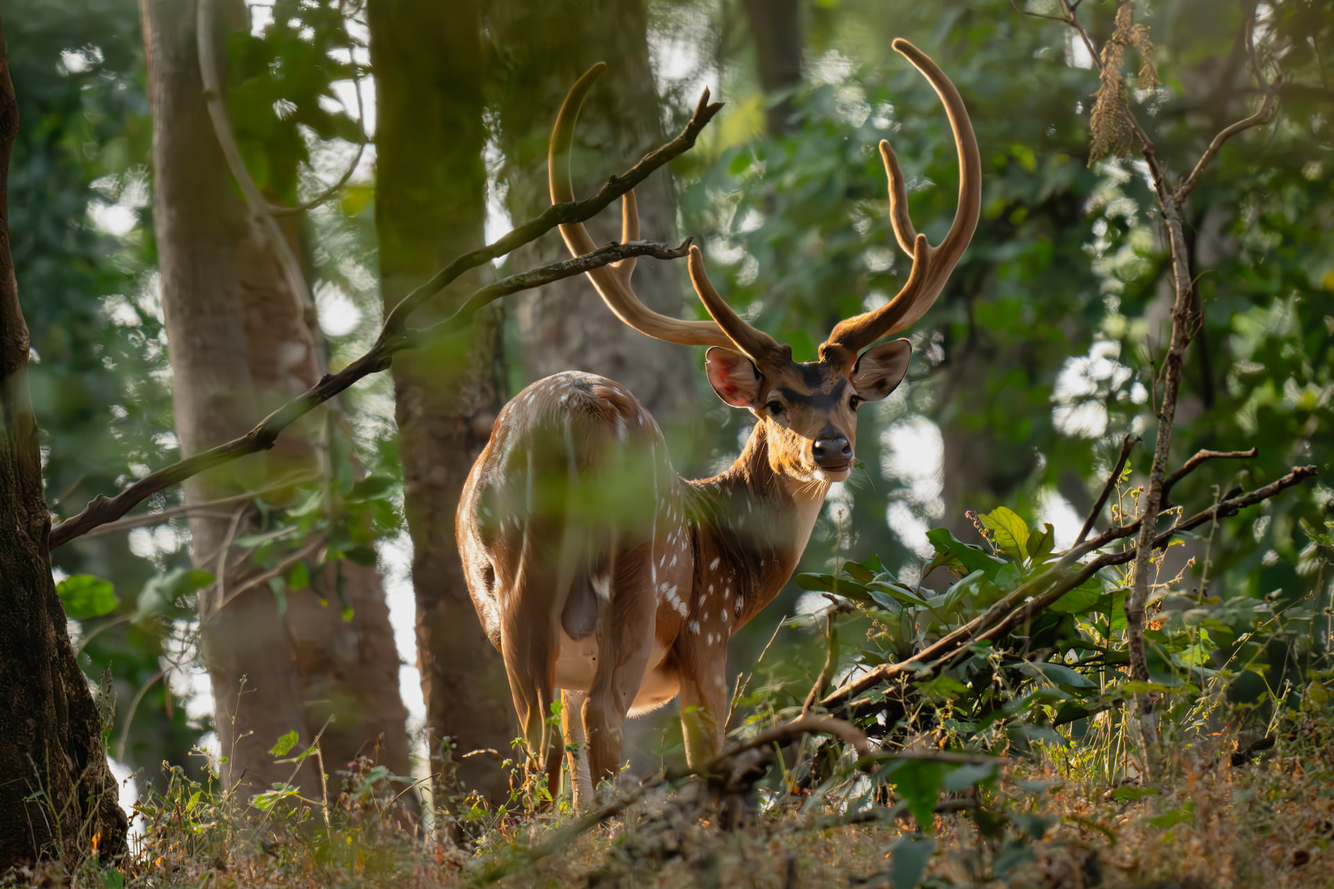Sri Lankan Axis Deer | Pench Tiger Reserve, India | Ultimate Travel Company