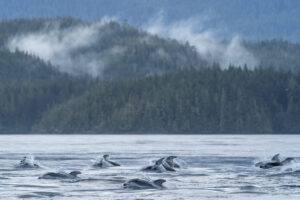 Farewell Harbour Lodge, Great Bear Rainforest | Canada | dolphins | Ultimate Travel Company