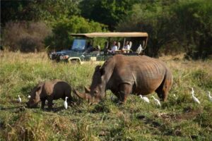 Elsa's Kopje Boutique Safari Lodge, Kenya | Ultimate Travel Company