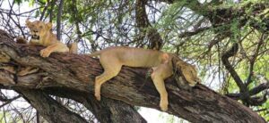 Elsa's Kopje Boutique Safari Lodge, Kenya | Ultimate Travel Company