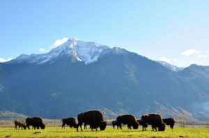 Fraser River Lodge, Agassiz | Canada | animals | The Ultimate Travel Company