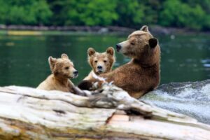 Farewell Harbour Lodge, Great Bear Rainforest | Canada | grizzly | Ultimate Travel Company