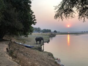 Goliath Camp, Mana Pools National Park | Zimbabwe | elephant | The Ultimate Travel Company