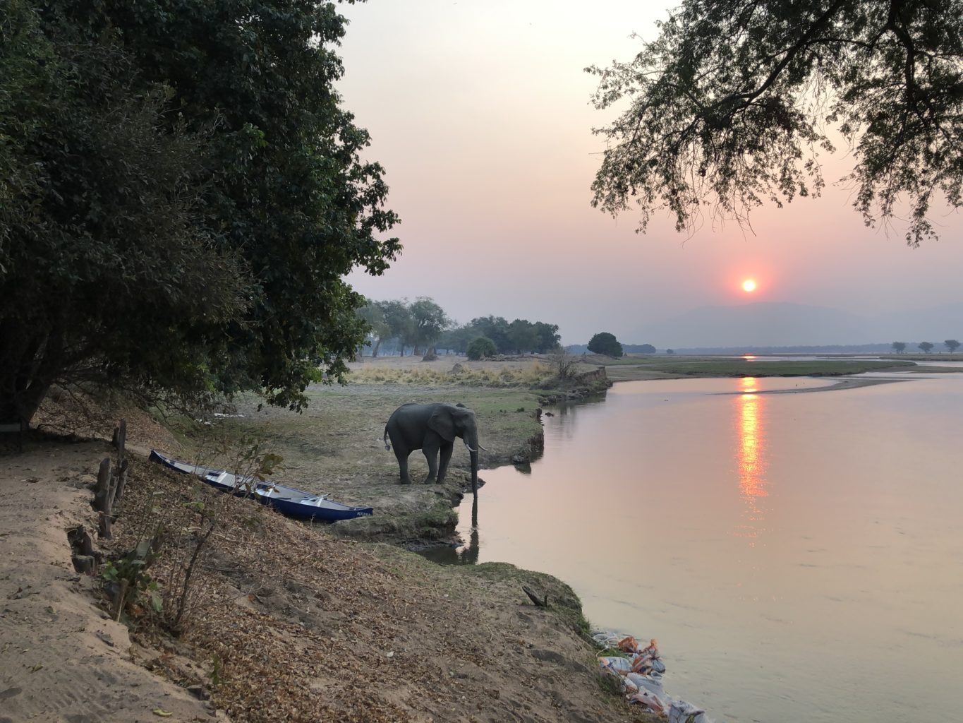 Goliath Camp, Mana Pools National Park | Zimbabwe | elephant | The Ultimate Travel Company