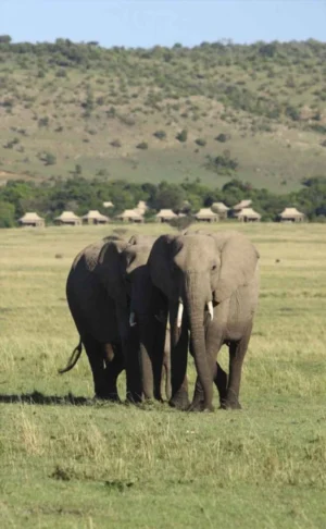 Kichwa Tembo Tented Camp | Masai Mara | Ultimate Travel Company