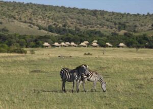 Kichwa Tembo Tented Camp | Masai Mara | Ultimate Travel Company