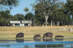 Linkwasha Camp, Hwange National Park | Zimbabwe | hippo | The Ultimate Travel Company