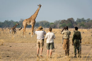 Nsefu, South Luangwa National Park | The Ultimate Travel Company