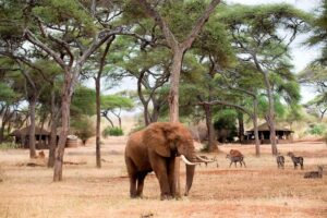 Swala Safari Camp, Tarangire | Wilderness Haven | Ultimate Travel Company