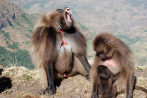 Simien Lodge | Simien Mountains | Ultimate Travel Company