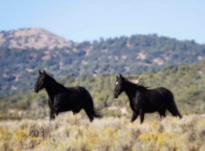 Mustang Monument, Nevada | USA | two black mustangs | Ultimate Travel Company